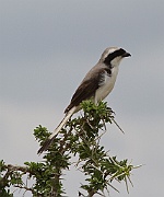 Grey-backed fiscal (lanius excubitoroides), Serengeti